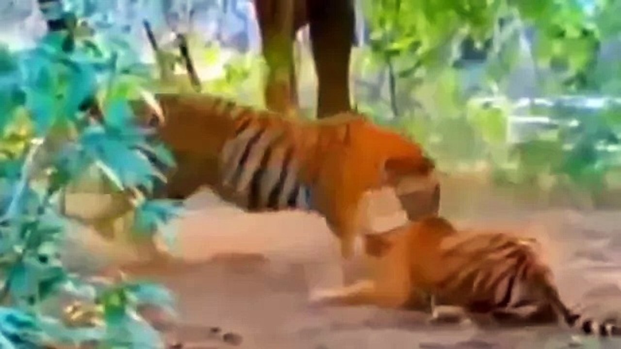 When Animals Attack Compilation 2016 #2 - Giant Anaconda vs lion