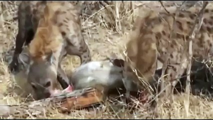 Leopard vs Hyenas REAL FIGHT - Leopard ATTACK Hyenas 2016 Part 2