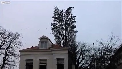 This Looks Like A Normal Tree But You Will Be Amazed To See What Comes Out Of It