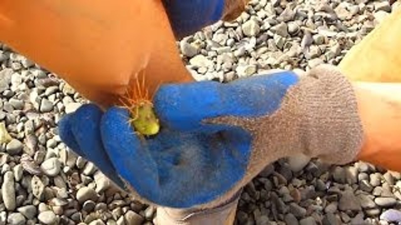 Girl with Cactus Spines in her Leg