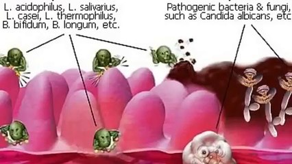 Perfect Biotics Reviews   Important News Reported   YouTube (News World)