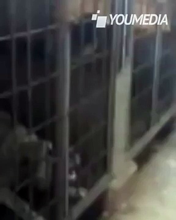 Prende a calci il cane in gabbia, la vendetta dell'animale è implacabile