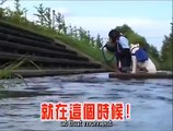 Un mono y un perrito intentando cruzar el rio