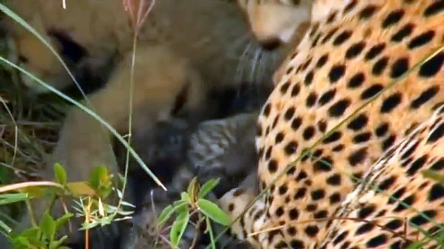 Animal Documentary National Geographic - Cheetah, SPEED TO KILL