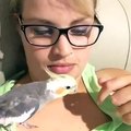 Cockatiel Sings Addam's Family Theme Song