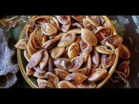 Семена тыквы через 800 лет дали урожай.