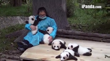 5 Panda Cubs Receiving Love From Keeper