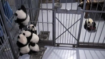 Panda Cubs Trying To Climb Up