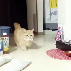 Cat ate a huge mass and happened to her something horrible ...