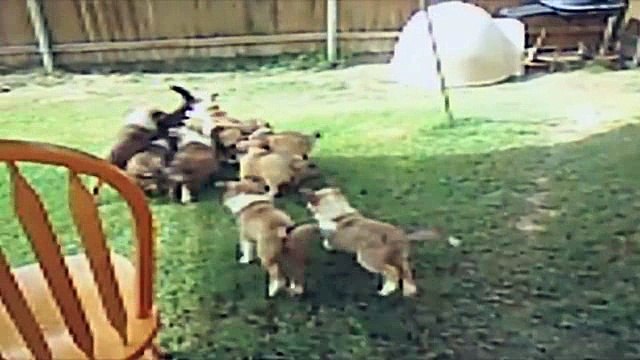 Who says that dog and cat captive, this video demonstrates LOVE ...