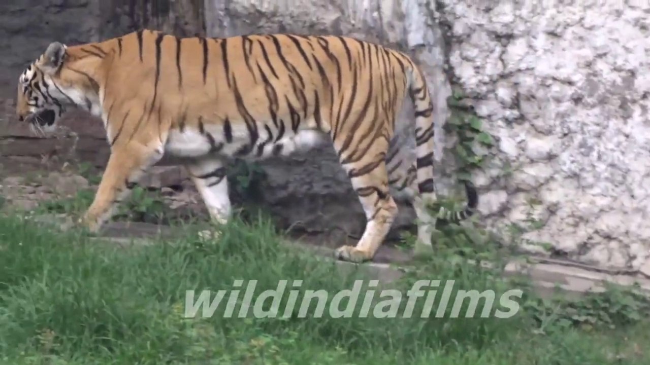 Royal Bengal Tiger live seen in Alipore Zoo Kolkata ' India