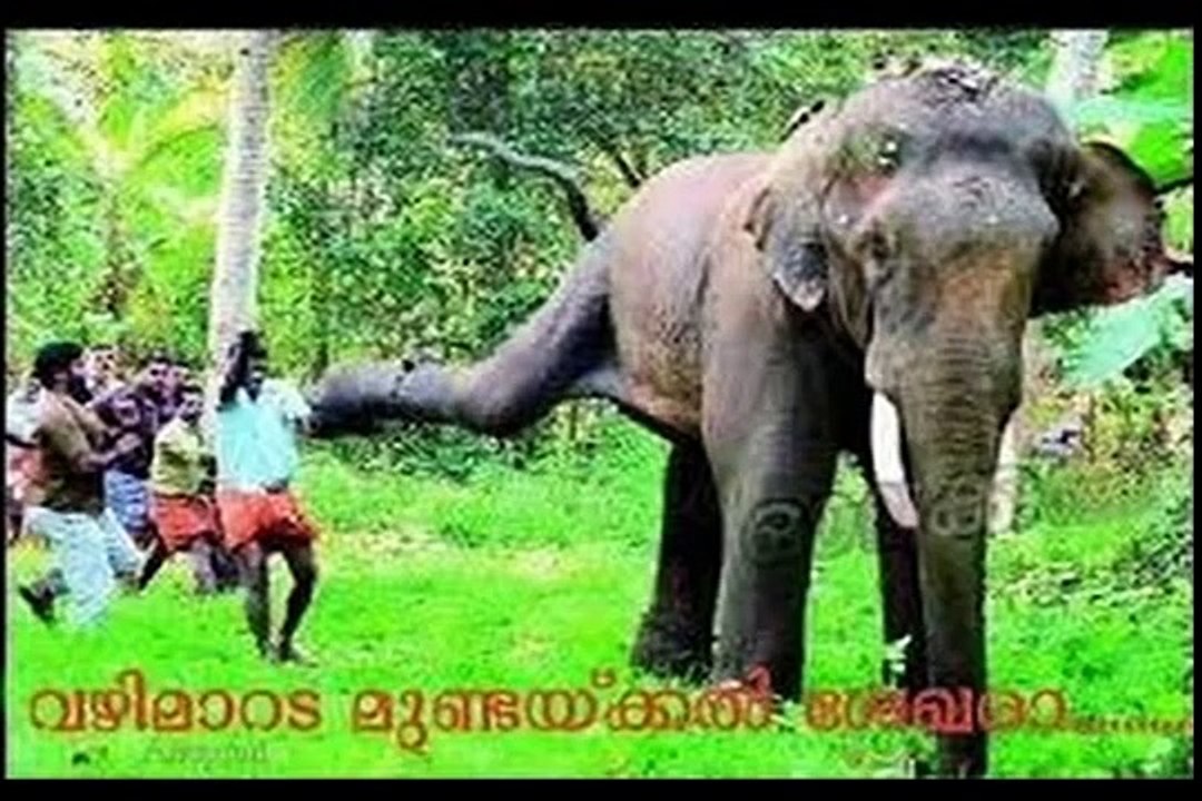 KILLER ELEPHANT ATTACK IN KERALA INDIA 2015