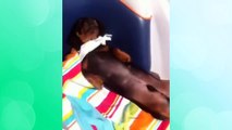 Best Dog Vines Greatest Hits Compilation / 30  Funny Dog Vines