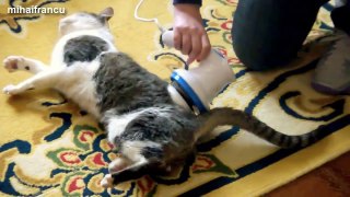 Funny Cats Enjoying Massage Compilation 2014 NEW