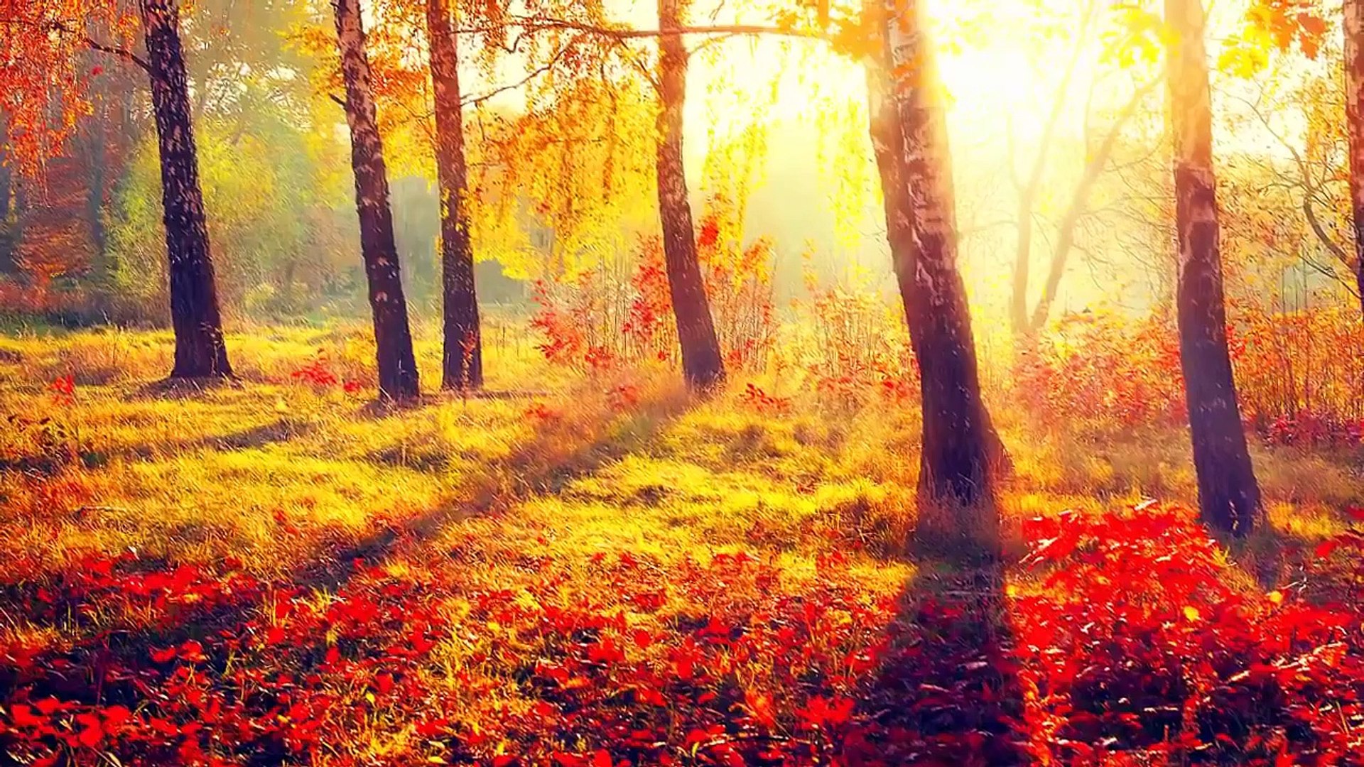 30 Minute Relaxing Music Sleep: Meditation Music, Calming Music, Relaxation Music, Soft Music ☯645B