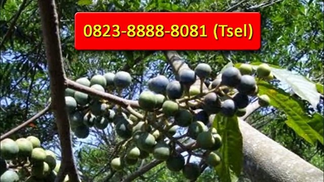0823-8888-8081 (Tsel), Jual Jenitri Kebumen