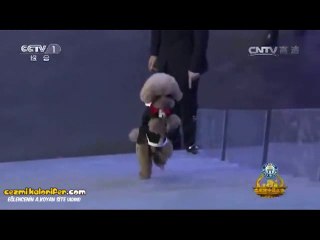 2 Ayak Üzerinde 20 Basamak Çıkarak Rekorlar Kitabına Giren Köpek