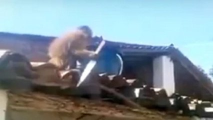 Monkey armed with a Fish knife captured by firefighters In Brazil