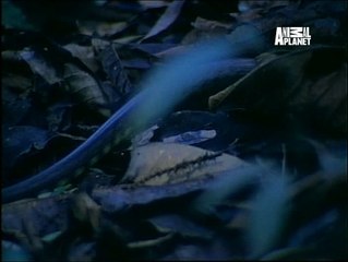 ANIMAL PLANET- Hunters