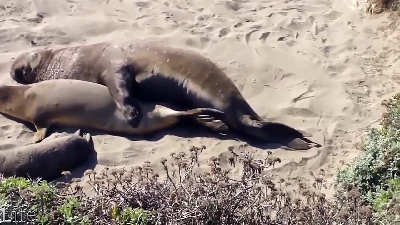 Elephant seal mating and giving birth