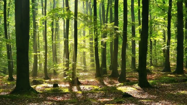 15 Minute Calming Meditation Music: Relaxing Music, Soothing Music, Soft Music, Chakra Music ☯450B