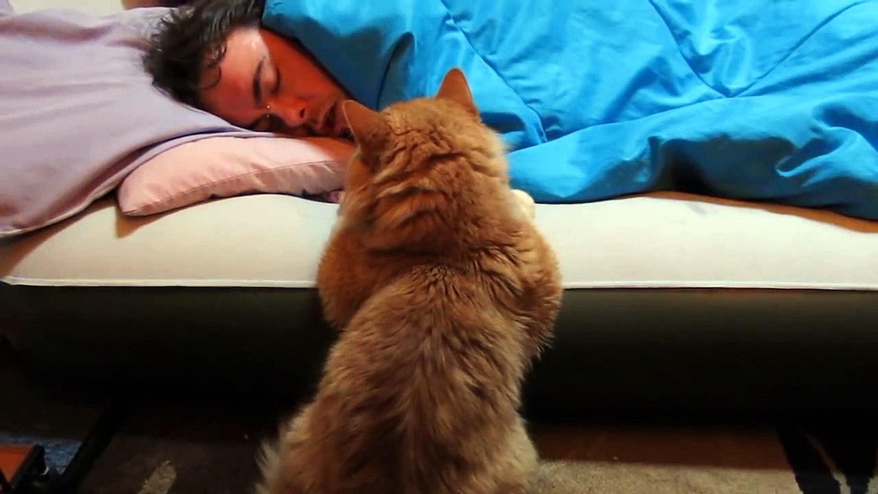 Our Funny Cat: Why Wont He Wake Up to Play With Me?