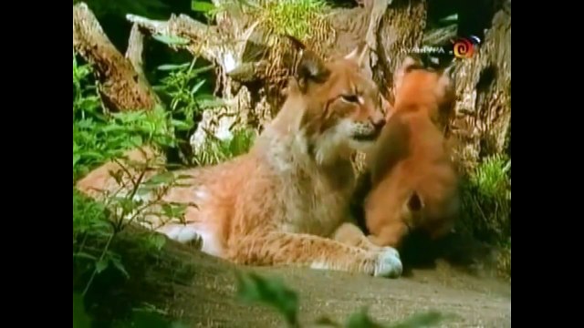 Развивающее видео для детей от года. Дикие животные и их детеныши (Звуки). Умный Ребенок