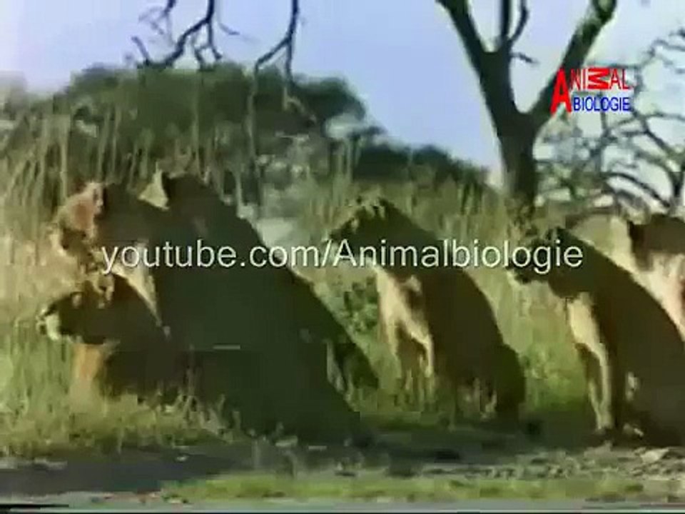 Lion Vs Hyena Fight To Death ( Lion Attacks Hyena )