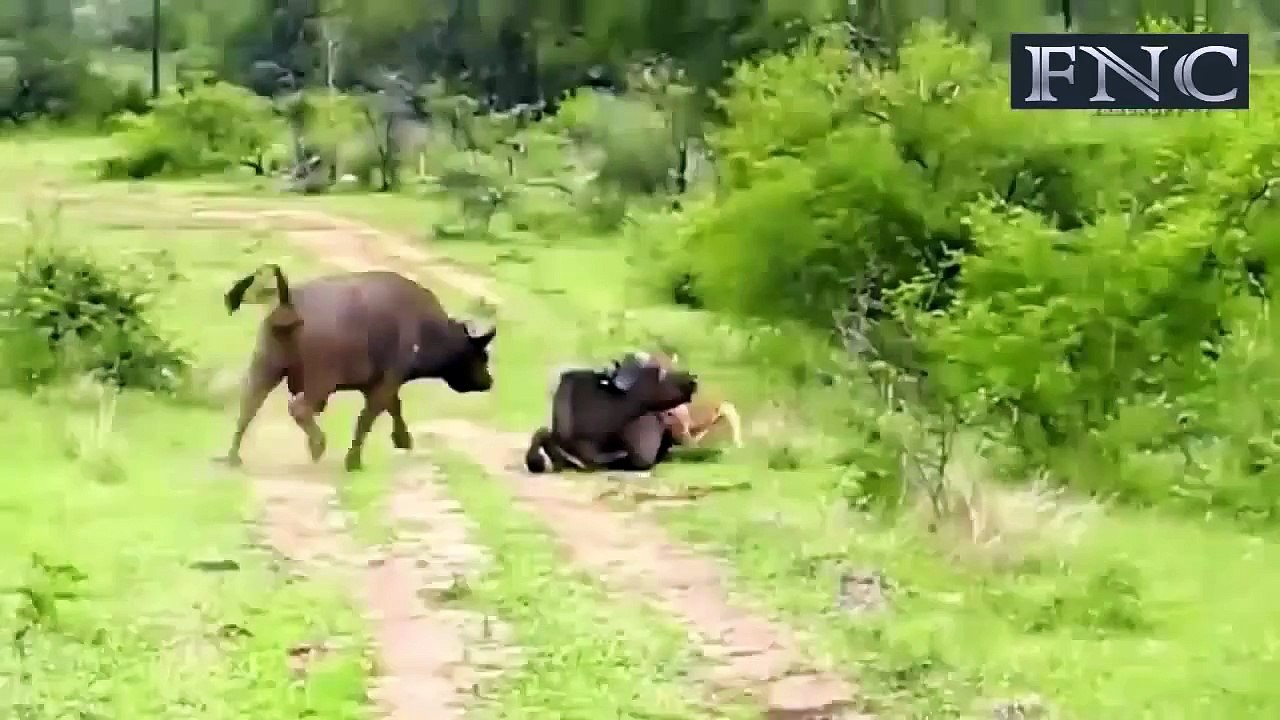 Lion Attack Animal At Africa | 16 Minutes Non stop 720p HD