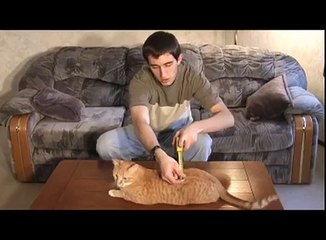 An Engineers Guide to Cats