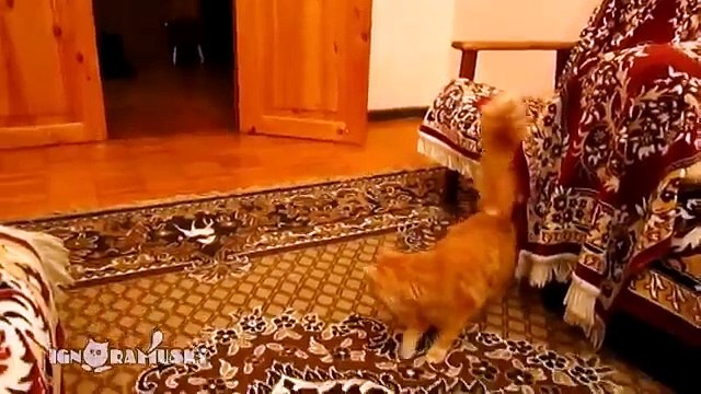 Cat Scared of Mario jump (Кот Марио)