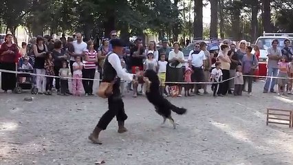 4 Border Collie Dogs VS  a Flock  Of Ducks