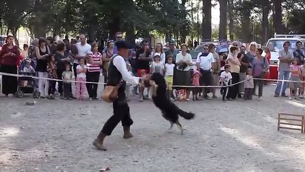 4 Border Collie Dogs VS  a Flock  Of Ducks