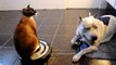 Roomba Cat swats Dog pit bull Sharky. Max-Arthur on iRobot Roomba Vacuum. Cat vs Dog. Hele
