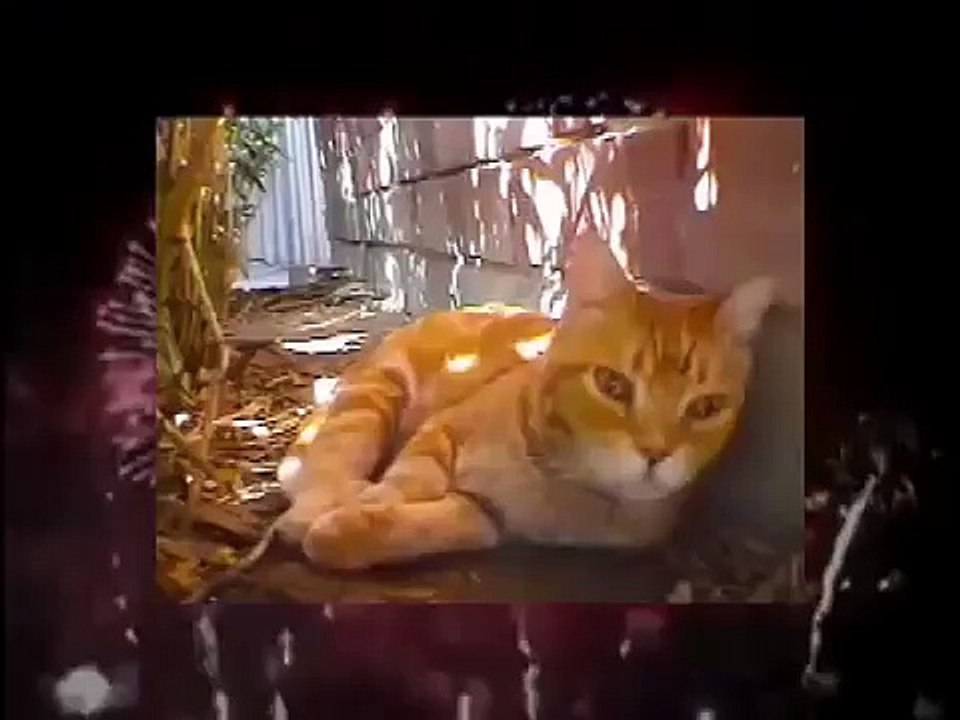 FUNNY CATS SING NEW YEARS