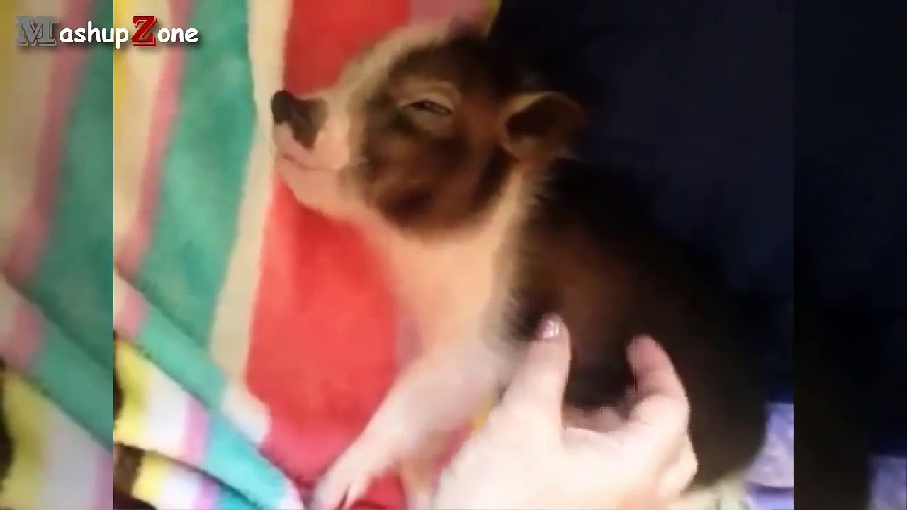 Cute Micro Pig - A Cute Mini Pig Videos Compilation 2015