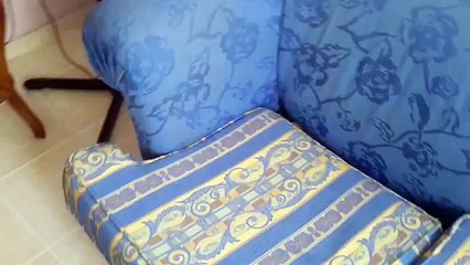 There's a cute fluffy surprise hiding in this sofa