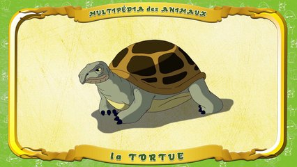 Multipédia des animaux. La lettre T la Tortue