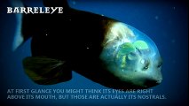 5 Amazing Yet Bizarre Deep Sea Creatures