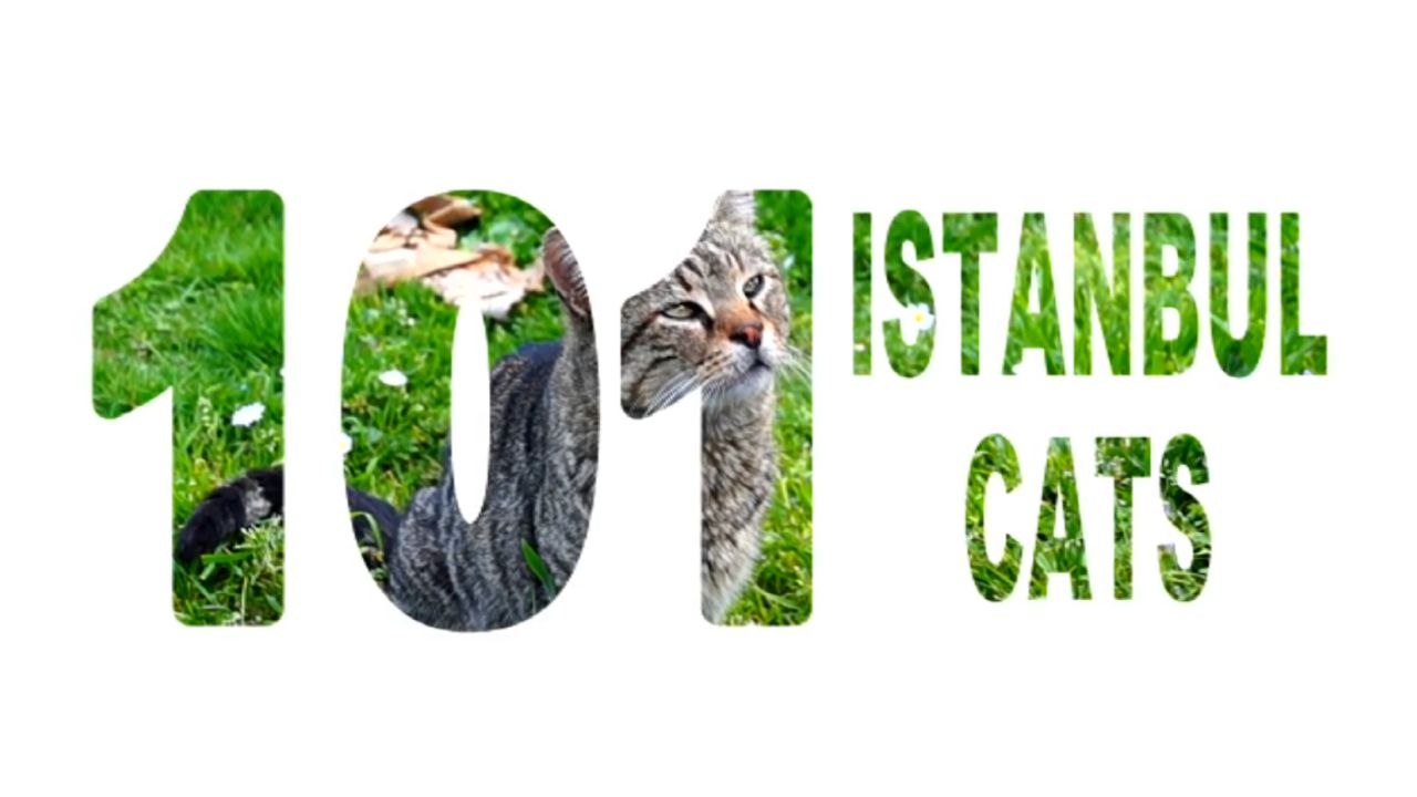 İstanbul kedileri...
