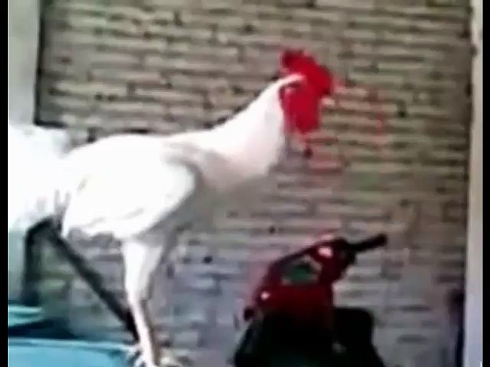 Kahkaha Atan Komik Horoz