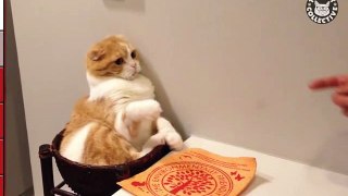 Top 5 Cat Videos  2016