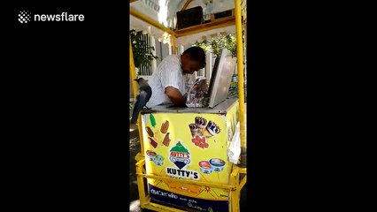 Crow wants ice cream, crow gets ice cream
