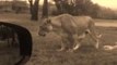 American Tourist attacked by Lion at South African Park