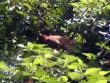 monkey eating berries
