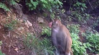 monkey in jungle