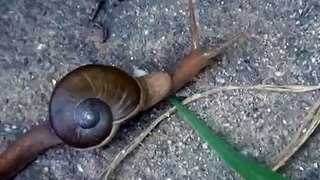 snail moving 1