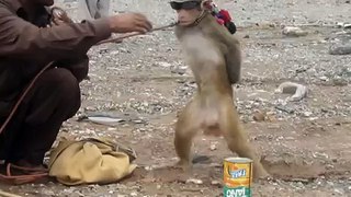 OMG look at this Monkey!!!
