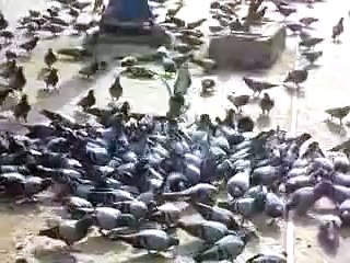 pigeons after food
