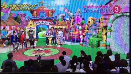 天才！志村どうぶつ園2016.1.23放送。ピュアのノルウェージャンフォレストキャットが出演！